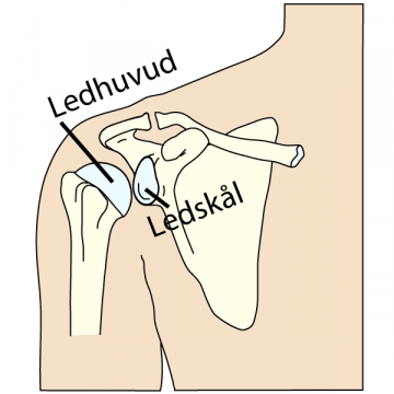 Anatomisk bild av överarmsbenet och skulderbladet